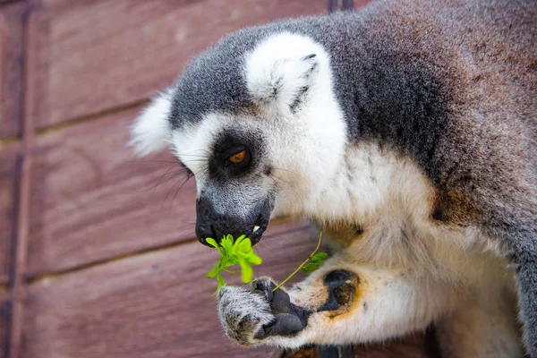 The lemur holds a tree leaf in its paws and eats it