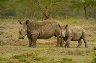 Afrika, Kenya, Safari, büyük gergedanlar ormanda bir bebek, çimen çiğniyor.