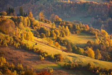 Karpat köyünde altın sonbahar. Güneş, evler, samanlıklar, atlar, inekler, akşam güneşinden gelen uzun gölgeler..