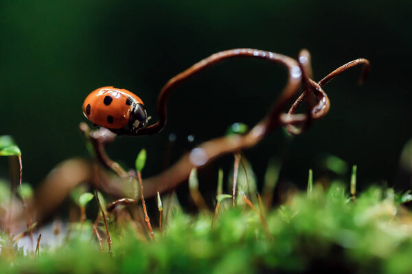Ladybug on green moss with dandelion