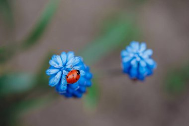 Baharda uğur böceği güzel mavi bir çiçekte