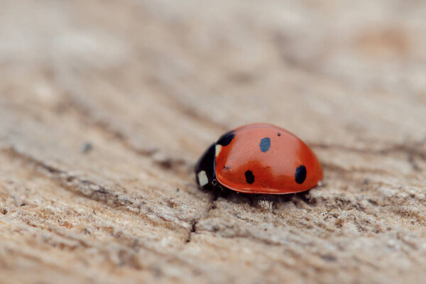 ladybugs in spring on a sawn tree