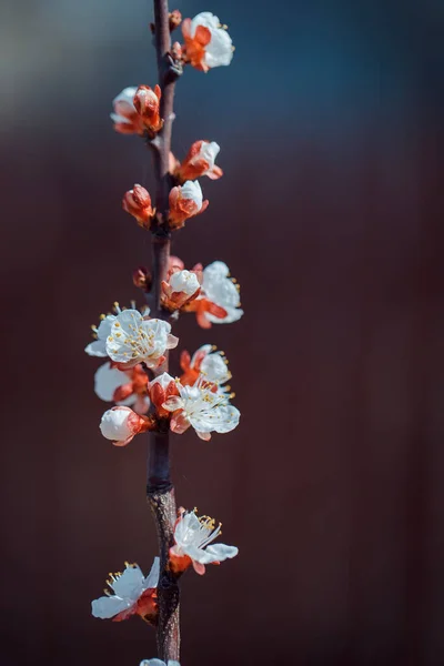 Абрикосовый Цветок Полном Расцвете Фруктовые Цветущие Деревья — стоковое фото