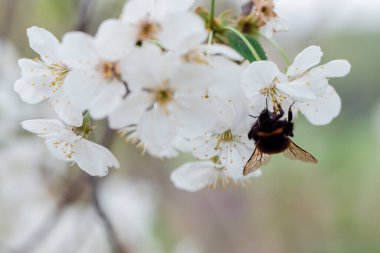 Yaban arısı bir bahar çiçekli ağaçta polen toplar.