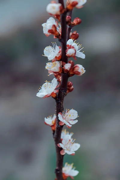 Fleur d'abricot en pleine floraison — Photo