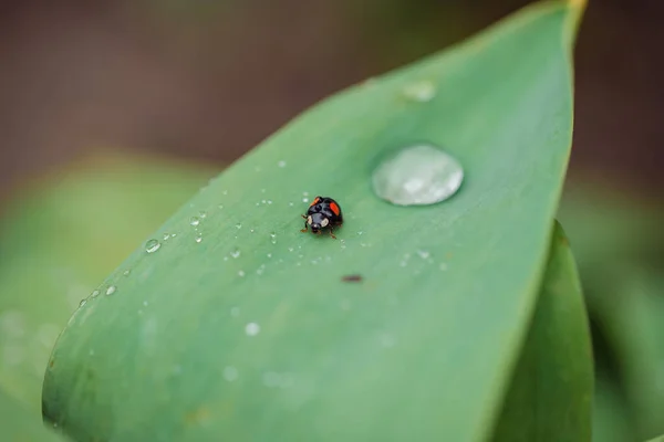 Coccinella nera in primavera su un foglio di tundan — Foto Stock