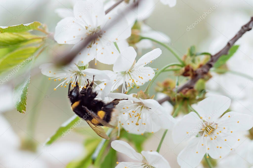 bumblebee collects pollen on a spring flowering tree