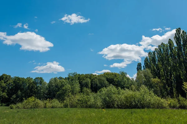 Glade Fűvel Fák Bokrok Nyáron Kék Felhők Stock Kép