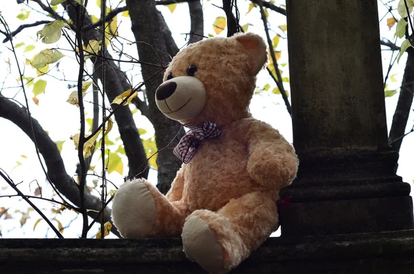 Medvěd v podzimní park — Stock fotografie