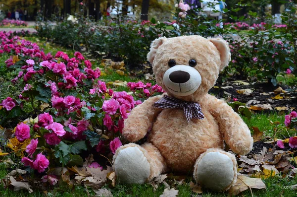 Bär im Herbstpark — Stockfoto