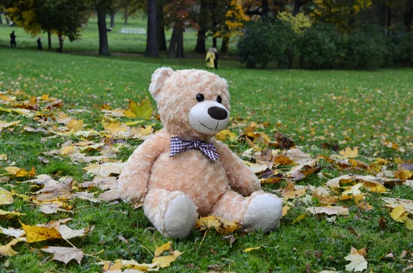 Urso no parque de outono — Fotografia de Stock