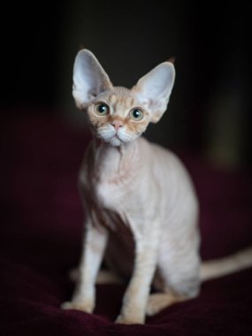 Patrick Devon Rex Kedicik