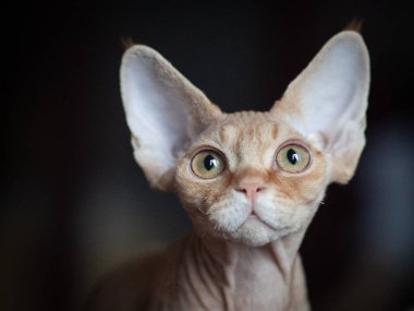 Patrick Devon Rex Kedicik