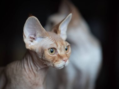 Patrick Devon Rex Kedicik
