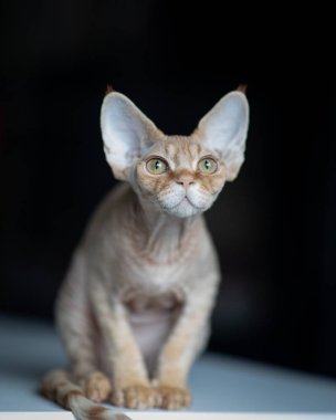 Patrick Devon Rex Kedicik