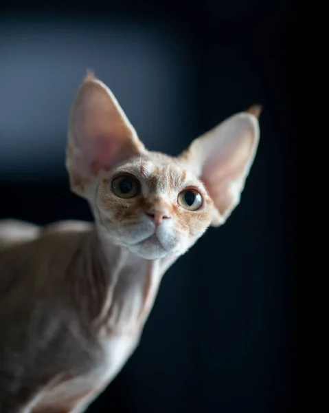 Patrick Devon Rex Kitten — Fotografia de Stock