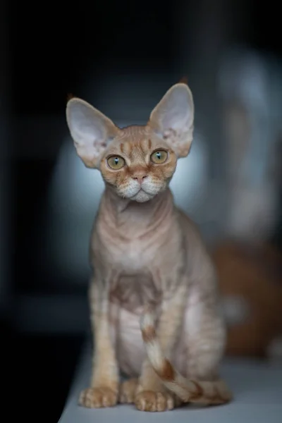 Patrick Devon Rex Kitten — Stockfoto