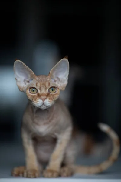 Patrick Devon Rex Kitten — Stock fotografie