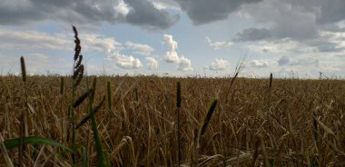 Buğday tarlasında huzursuz gökyüzü