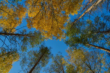 Mavi gökyüzü ağaçların taçlarında