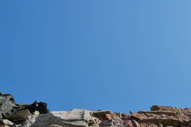 Doğadaki uyum Kelebek ve ayçiçeğindeki arı