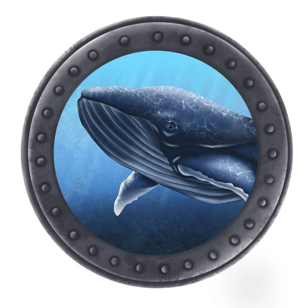 ปลาวาฬในมหาสม ทรผ านหล มพอร — ภาพถ่ายสต็อก