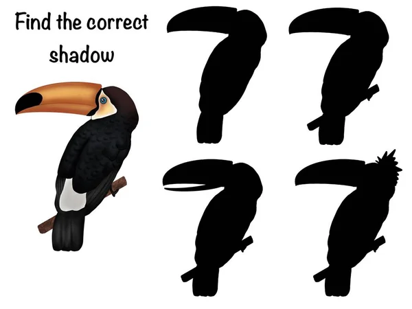 Find Correct Shadow Logical Childrens Game — Stock Photo, Image