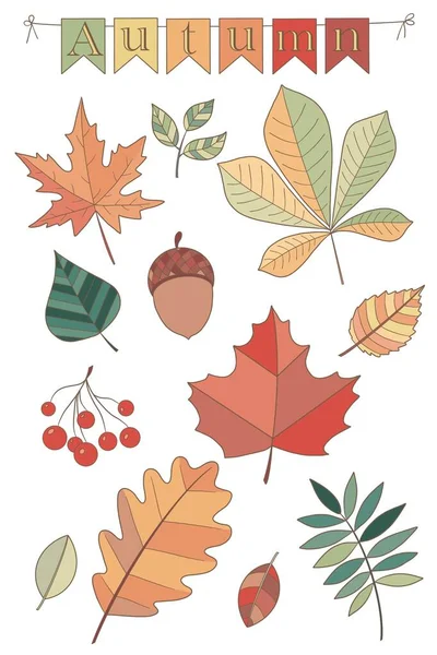 Set Autumn Autumn Leaves Objects — Stock Photo, Image