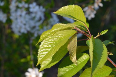 Bu fotoğrafta şeftali bahçesinde çiçek açan beyaz yapraklı dalların geniş ölçekli bir görüntüsü var. Yaprağın yapısı açıkça görülüyor..