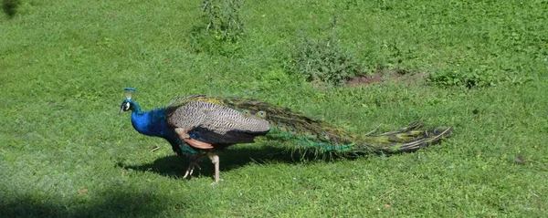 Photo Shows Peacock Walking Grass — Stock Photo, Image
