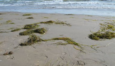 Resim deniz kıyısındaki çimleri gösteriyor.