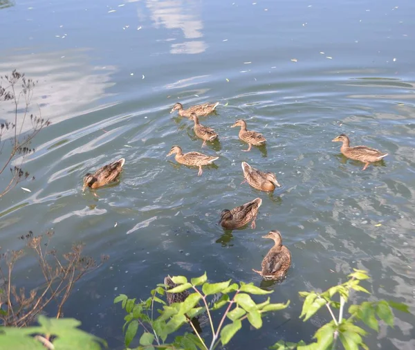 Photo Shows Wild Ducks Swim Water May Background — Stock Photo, Image