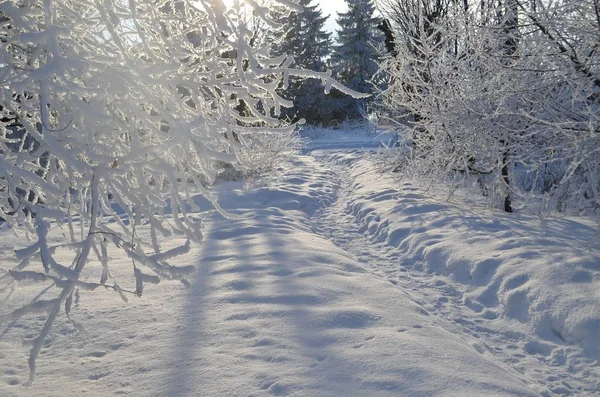 The painting shows a winter garden.Through the snowy trees the sun shines. All the trees in hoarfrost. A winding path runs through the garden.