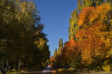 Resim güzel bir sonbahar manzarasını tasvir ediyor. Öğleden sonra yapılan parlak turuncu, yeşil, sarı ağaçlar mavi gökyüzüne karşı güneş tarafından aydınlatılır. Parkın ortasında bir patika var..