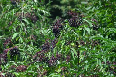 Fotoğrafta, olgun meyvelerin asılı olduğu yaşlı böğürtlen çalıları görüyoruz. Fotoğraf işlenmemiş, neredeyse şehvetli bir görüntü görüyoruz. Arka plan yeşil bitki örtüsü..