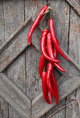 We observe hanging red hot peppers on a background of an old blue-gray wooden wall clipart