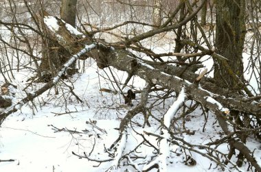 Bir kış fırtınası esti ve rüzgar karların içinde yerde yatan yaşlı, büyük bir ağacı devirdi..