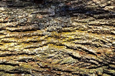 Linden ağacı. Linden kabuğu yakın plan..