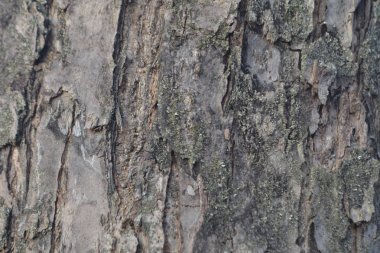 Çok yaşlı elma ağacı, tamamen kurumuş, çatlamış ağaç kabuğu, yaşlılıktan beyazlamış..