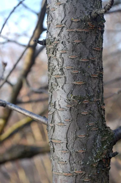 Arbre Fruitier Appelé Cerisier Est Photographié Écorce Arbre Est Clairement Images De Stock Libres De Droits