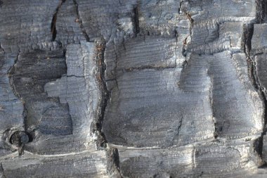 Fotoğrafta yanmış bir ağaç görüyoruz, ama şeklini kaybetmemiş, güzel bir deseni var..