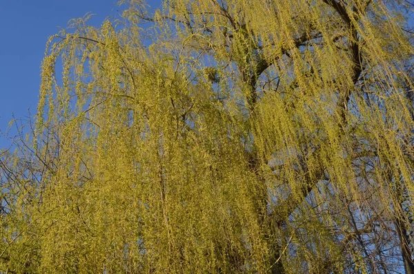 Ива Красивая Весной Цвете Против Яркого Голубого Весеннего Неба — стоковое фото