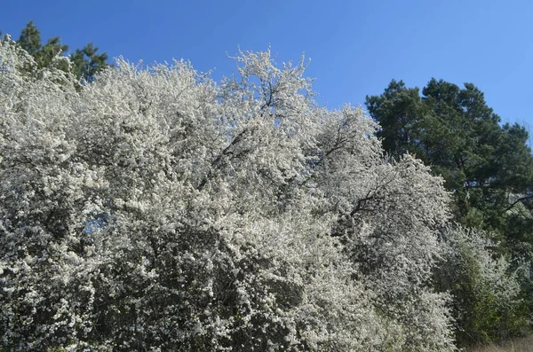 Vemos Gran Jardín Ciruela Cerezo Flor —  Fotos de Stock