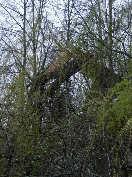 一场风暴过去了 刮来了一阵大风 刮倒了许多树 照片上就显示出一棵这样的树 — 图库照片