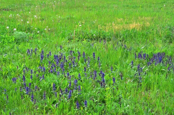 Üzerinde Küçük Mavi Çiçeklerin Yetiştiği Sürekli Yeşil Bir Halı Görüyoruz — Stok fotoğraf