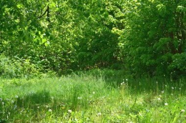 Yeşil bir ormanda yer alan küçük, güneşli bir çayır gösteriliyor. Yeşil, gölgeli ağaçlar ve çimenler görüyoruz..