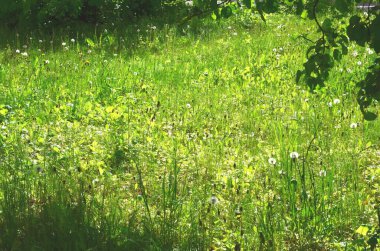 Bir ormanın fotoğrafı, yeşil, bahar püskülleri üzerinde parlak bahar güneşinin ışınları yukarıdan düşüyor.