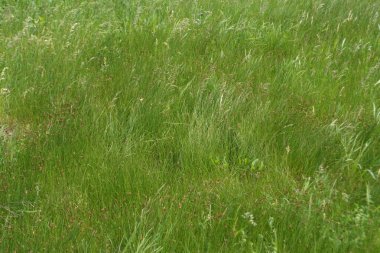 Fotoğrafta ışık, taze, rüzgar ve yeşil, bahar çimenleri, gümüşi, pırıltılar ve dalgalar halinde salınır..