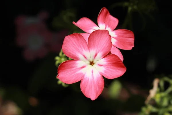 Růžové Bílé Květy Drummond Phlox Nebo Každoroční Phlox Summer Phlox — Stock fotografie