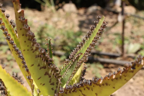 数千棵植物的母亲 或墨西哥帽子植物 鳄鱼植物 已准备在希腊克里特岛开花 卡里姆 戴格里蒙蒂亚纳 Syn Bryophyllum Daigremontianum 原产于马达加斯加 — 图库照片